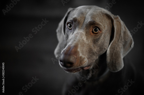Wallpaper Mural Portrait of a young female Weimar dog on a grey background. Torontodigital.ca