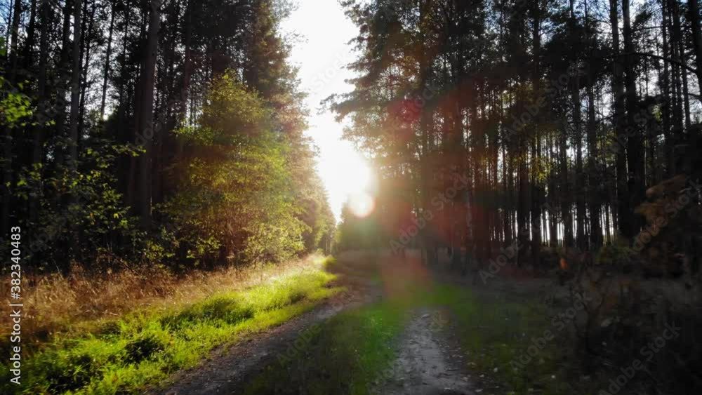 Walking On The Trail Surrounded By The Tall Trees With A Stunning Sunset In The Background In Pradzonka, Northern Poland. - rolling shot Walking On The Trail Surrounded By The Tall Trees With A Stunning Sunset In The Background In Pradzonka, Northern Poland. - rolling shot
