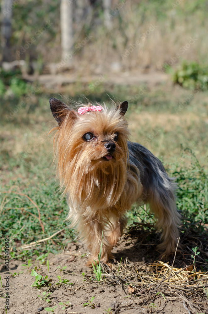 Portrait of 11 year old Yorkshire terrier in the dog park.