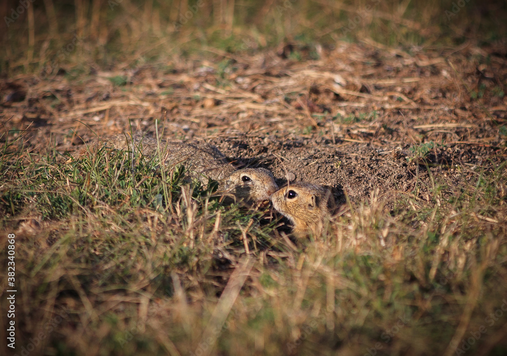 Fototapeta premium zwei Ziesel küssen sich