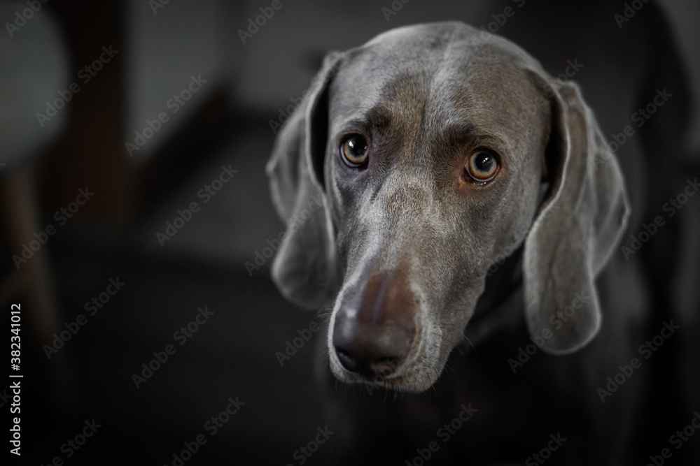 Portrait of a young female Weimar dog on a grey background. Portrait of a young female Weimar dog on a grey background.