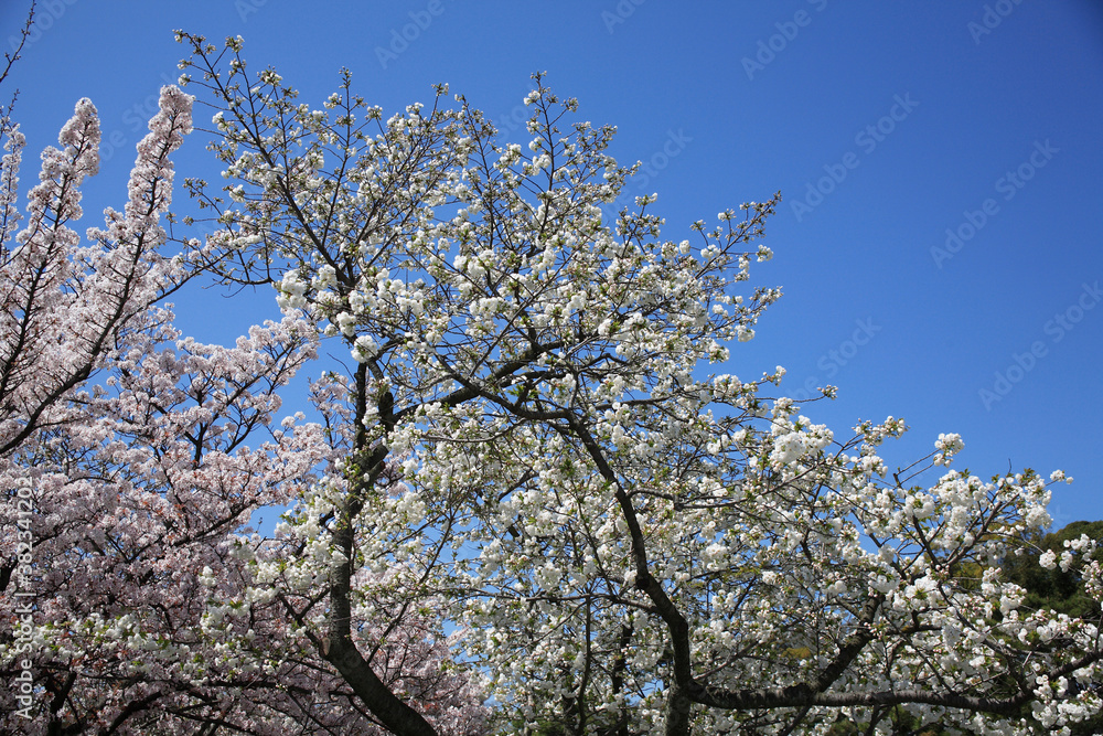 二条城の八重桜