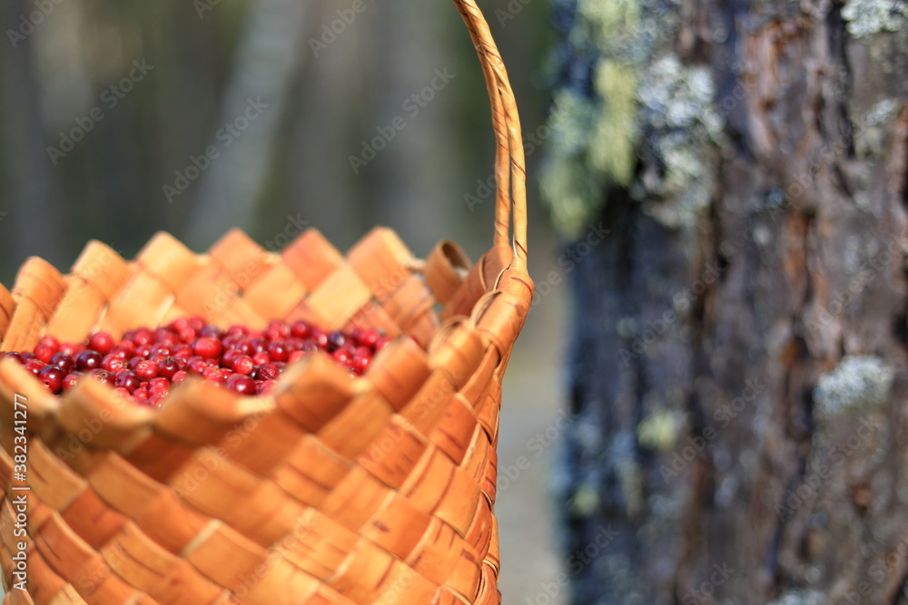 Obraz premium A basket of berries stands in a clearing in a pine forest. harvesting in autumn