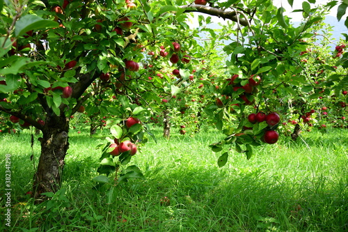 Apfelbäume im Herbst mit roten Äpfeln kurz vor der Apfelernte