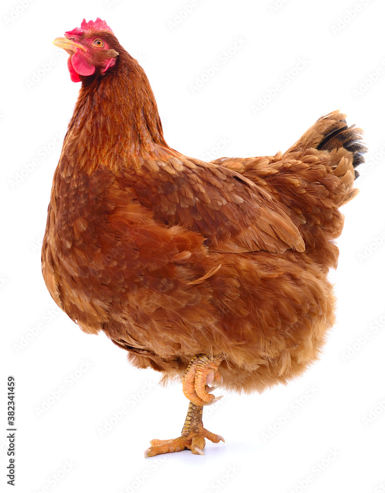 Fototapeta premium Brown hen isolated.