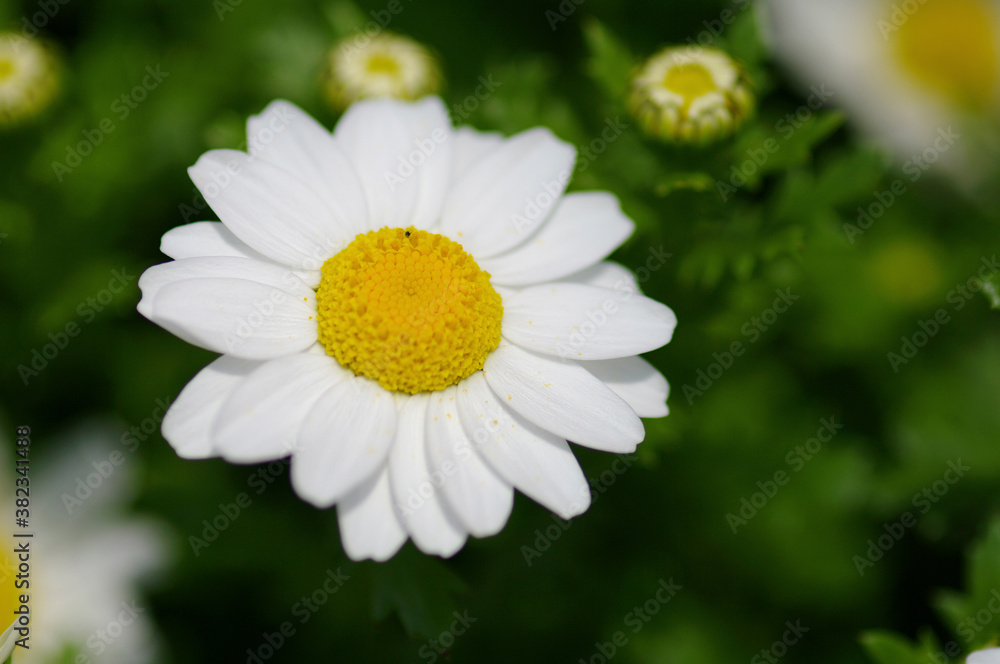 Obraz premium スノーボール