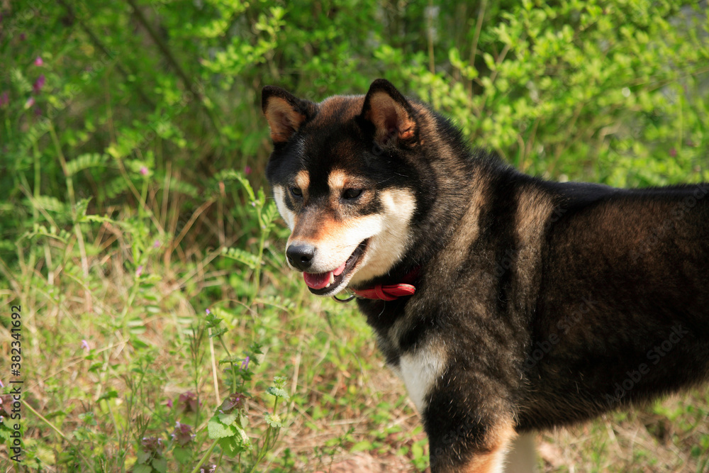 柴犬