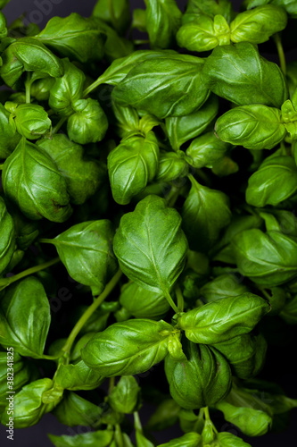 Fresh green basil leaves in a dark setting