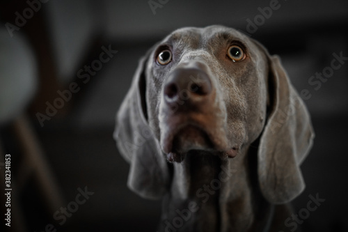 Portrait of a young female Weimar dog on a grey background.