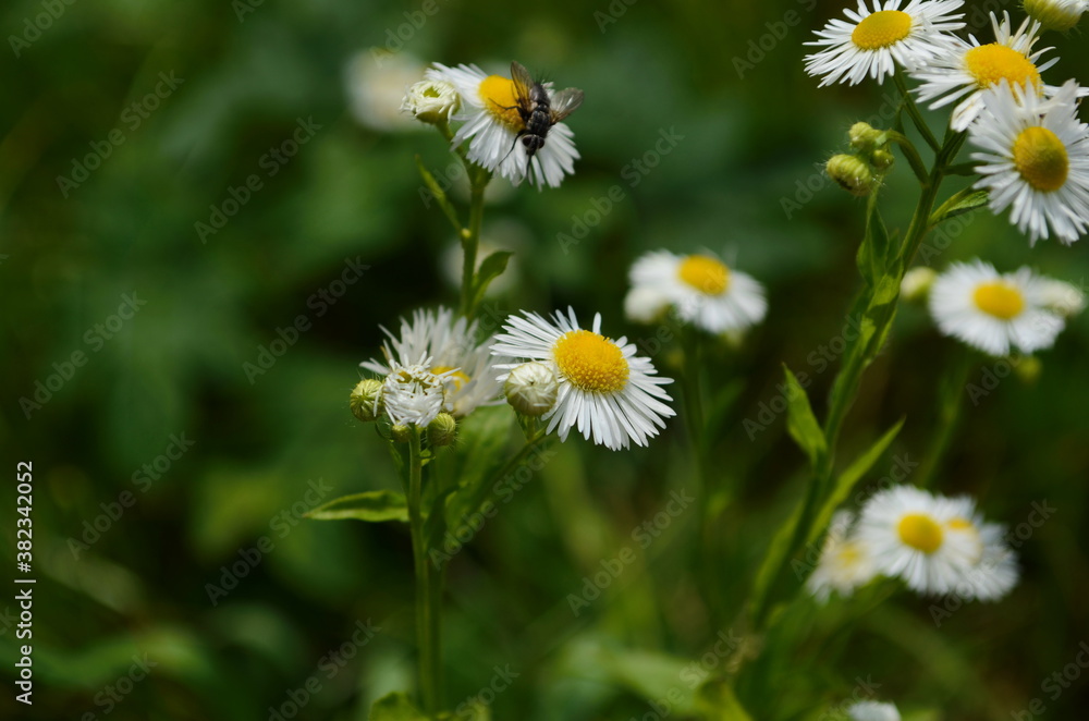 Chamomile flowers field wide background in sun light. Summer Daisies. Beautiful nature scene with blooming medical chamomilles. Chamomile flowers field wide background in sun light. Summer Daisies. Beautiful nature scene with blooming medical chamomilles.