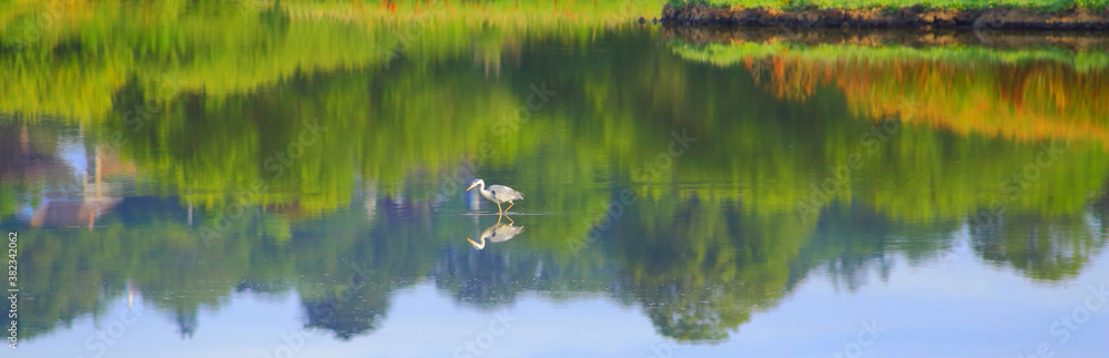 Heron fishing Seaton Wetlands nature reserve, Devon Heron fishing Seaton Wetlands nature reserve, Devon