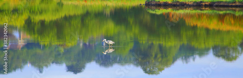 Heron fishing Seaton Wetlands nature reserve, Devon