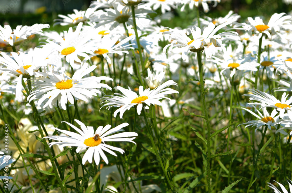 Fototapeta premium Chamomile flowers field wide background in sun light. Summer Daisies. Beautiful nature scene with blooming medical chamomilles.