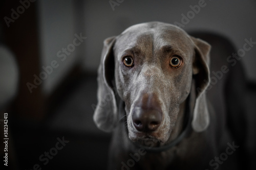 Portrait of a young female Weimar dog on a grey background. © Nataly