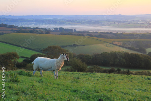 Sheep on the farmland in Dorset at sunrise
