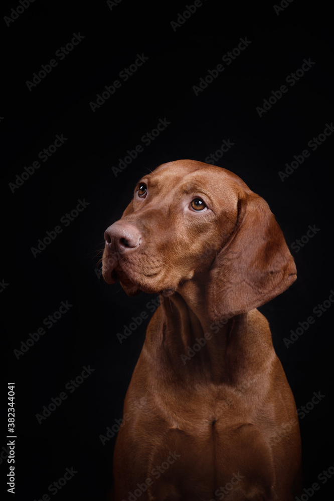 red dog on a black background. Hungarian vizsla red dog on a black background. Hungarian vizsla