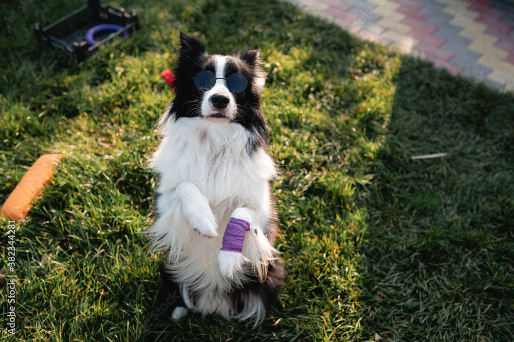 Obraz premium Black and white border collie dog in sunglasses standing on grass