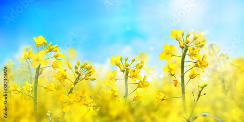 Agricultural field with rapeseed plants. Oilseed, canola, colza. Blooming canola in strong sunlight early morning. Nature background. Macro photo. 