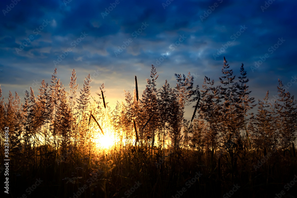 Silhouette of grass against the golden sunrise background in summer time. Silhouette of grass against the golden sunrise background in summer time.