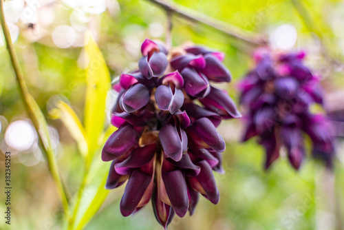 The violet exotic flower in Yanoda Rain Forest national park on Hainan in China