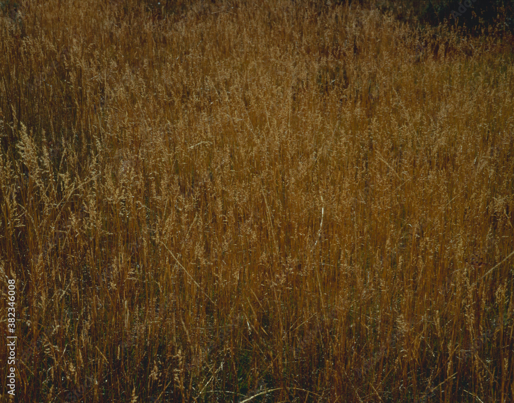 Fototapeta premium 枯れ草