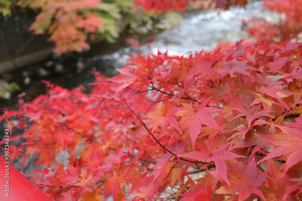 紅葉狩 紅葉狩