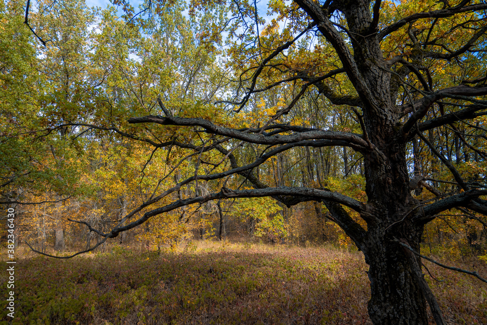 Fototapeta premium Autumn morning in the yellow oak forest during leaf fall, old oak close-up