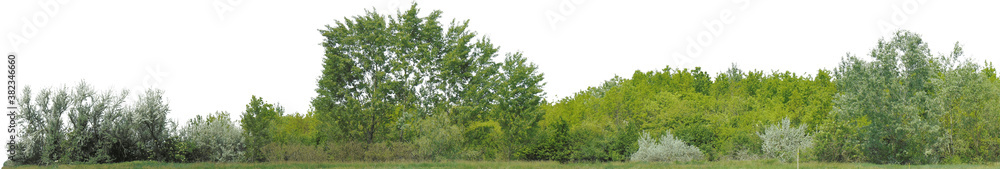 Fototapeta premium Greenleaf Treeline Cutout on isolated background 026