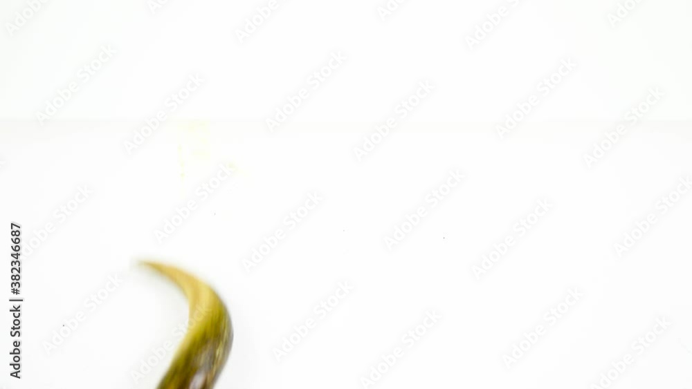 Semi-slugs isolated on white screen