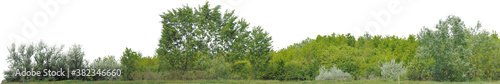 Fotografie Greenleaf Treeline Cutout on isolated background 026