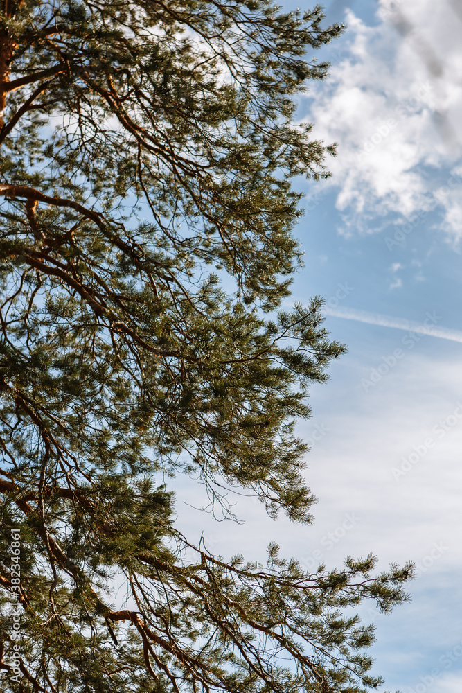 Pine trees standing in the forest. Shooting from bottom to top, against the sky Pine trees standing in the forest. Shooting from bottom to top, against the sky