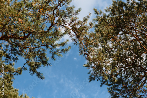 Pine trees standing in the forest. Shooting from bottom to top  against the sky