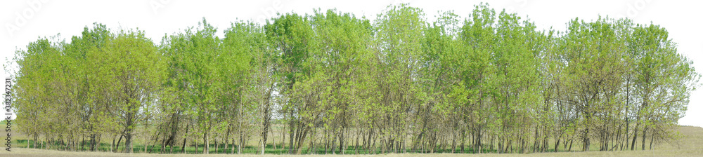 Greenleaf Treeline Cutout on isolated background 014 Greenleaf Treeline Cutout on isolated background 014