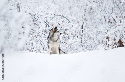 dog in winter in a snowy forest, alaskan malamute © Happy monkey