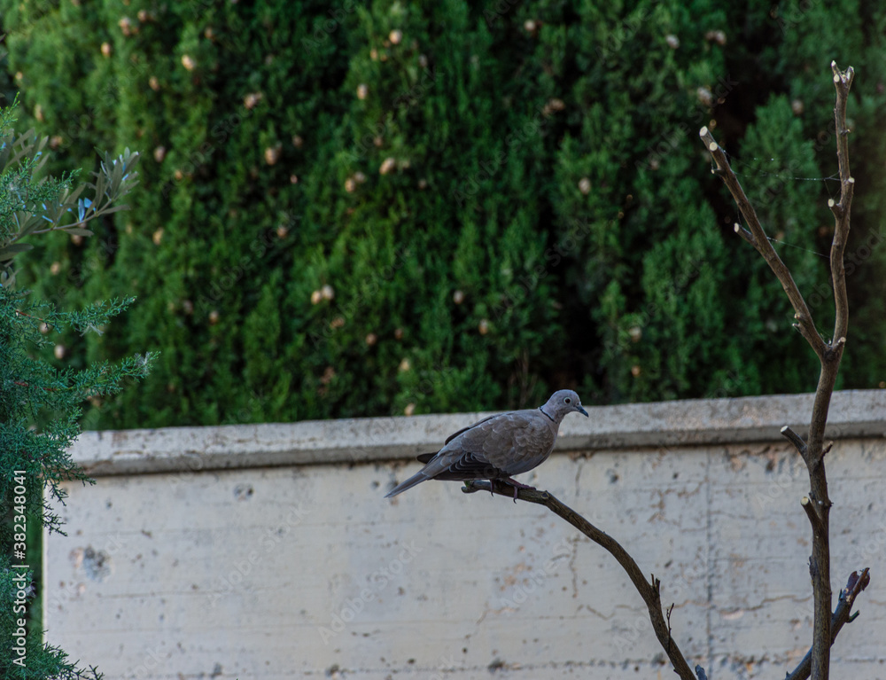 Dove resting on a tree branch