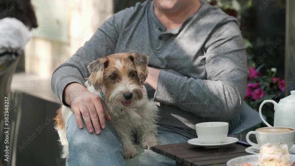 Man plays with small dog lying in his lap Man plays with small dog lying in his lap