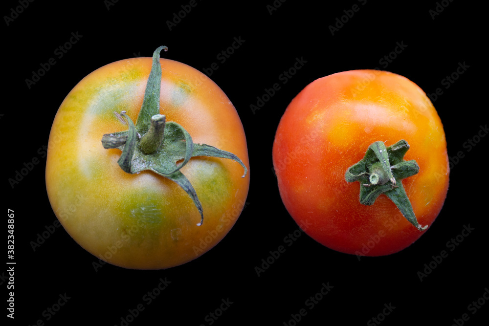 Close up of tomatoes isolated on background