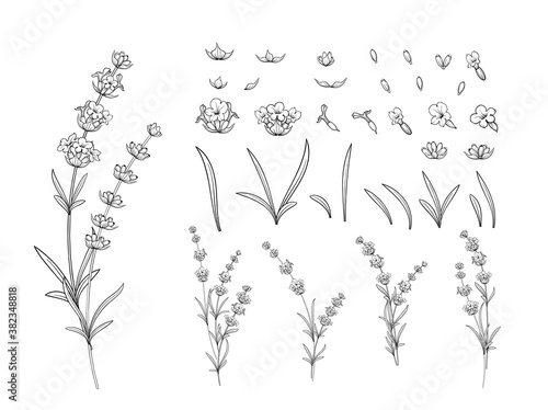 Hand drawn design elements lavender in sketch style.