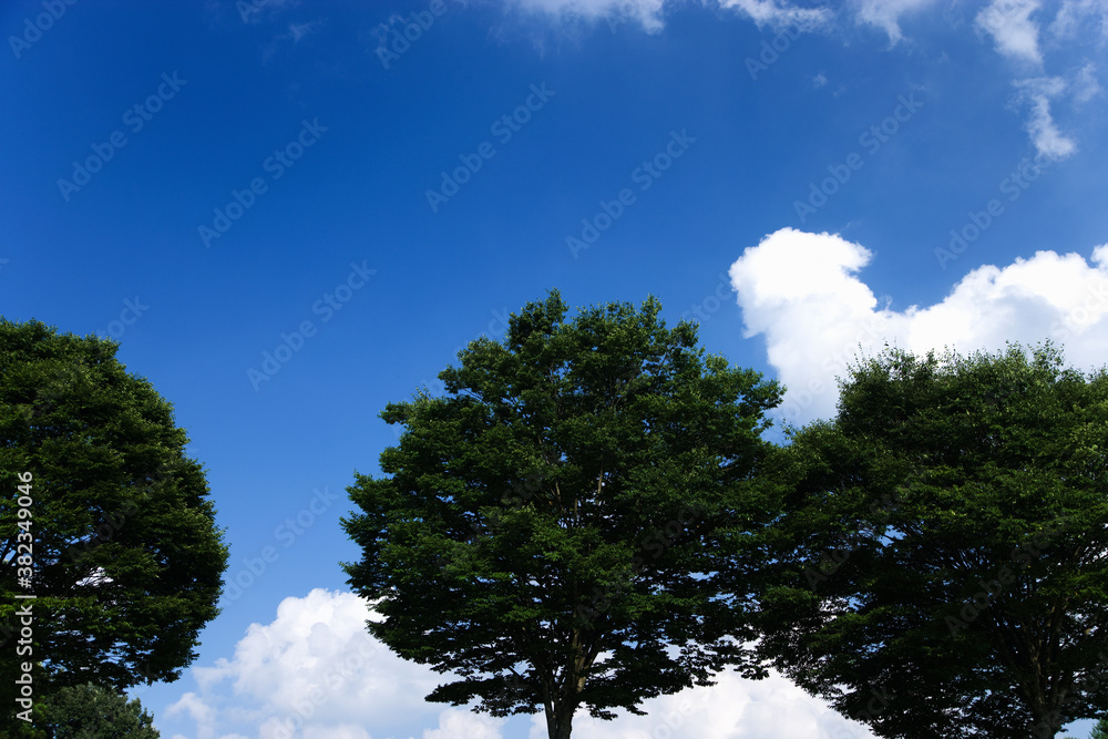 積雲と青空と木