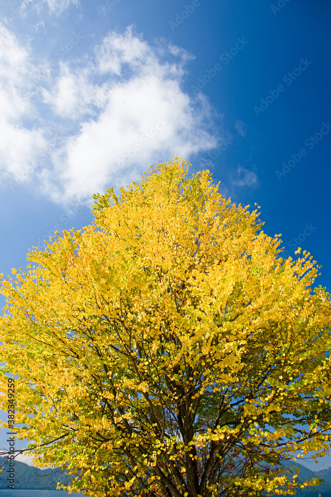 黄葉する木と雲