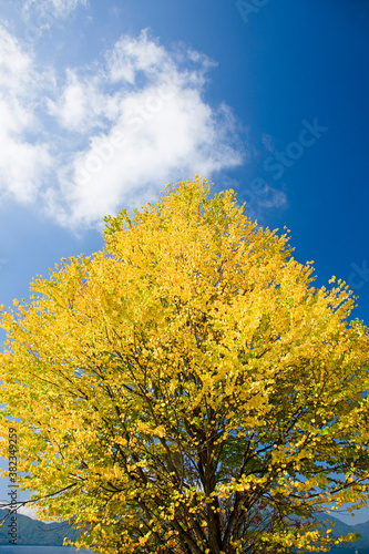 Fototapeta Naklejka Na Ścianę i Meble -  黄葉する木と雲