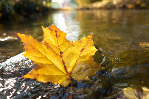 Yellow maple leaf floating on the river.