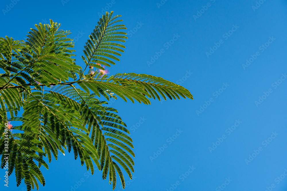 julibrissin is Persian silk tree or pink silk tree of Fabaceae family. Beautiful carved