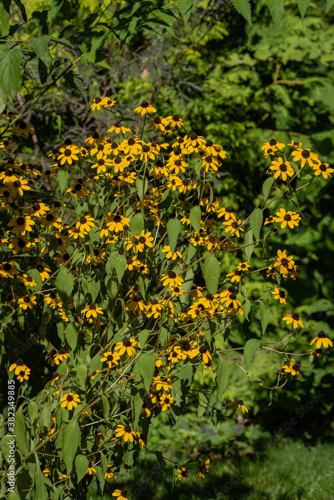Rudbeckia triloba (brown-eyed susan, echinacea thin-leaved, echinococcal three-leafed). Yellow flowers of rudbeckia triloba on blurred background of evergreens. Selective focus.Echinacea thin-leaved.