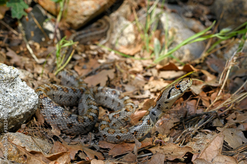 Leopard snake from Greece / Leopardnatter (Zamenis situla) aus Griechenland photo