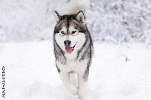dog in winter in a snowy forest  alaskan malamute