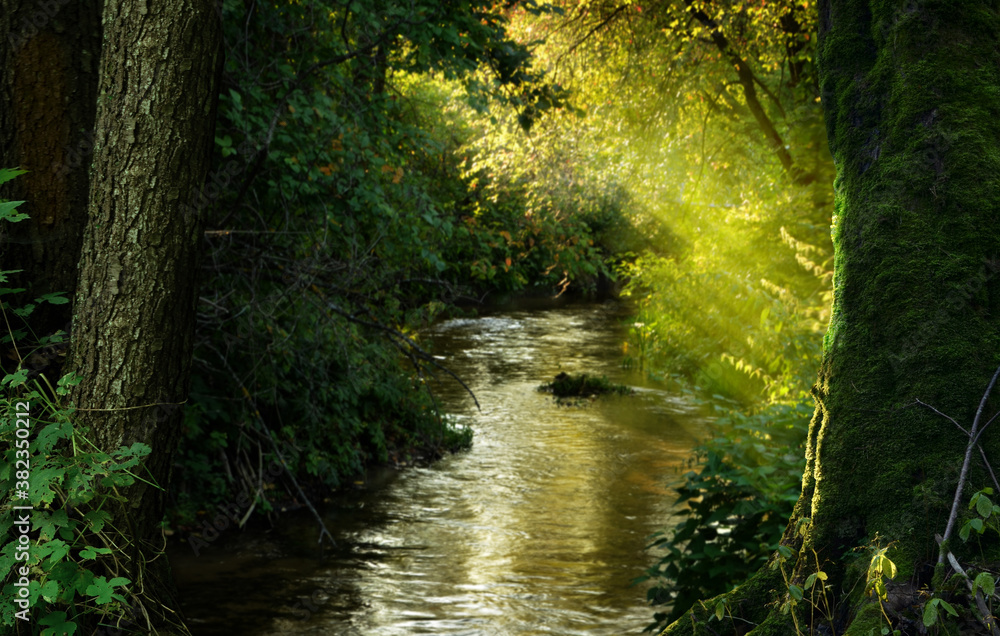 Forest river and rays of light in sunny day on blurry background