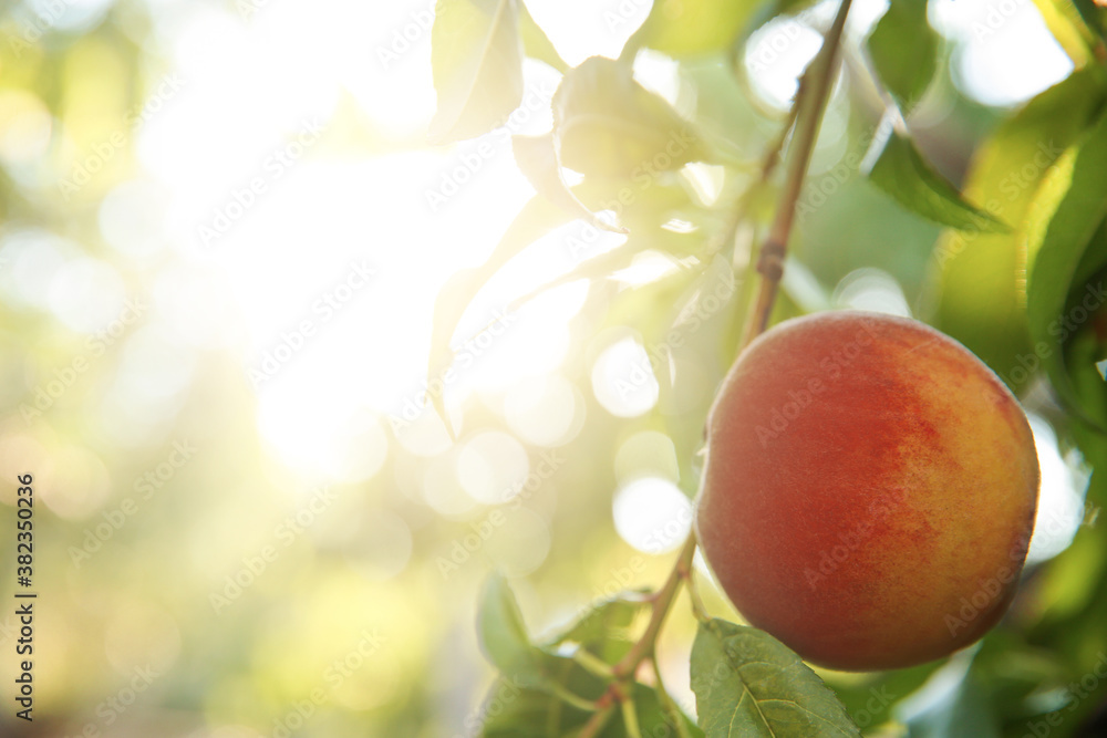Ripe peach on tree branch in garden. Space for text Ripe peach on tree branch in garden. Space for text