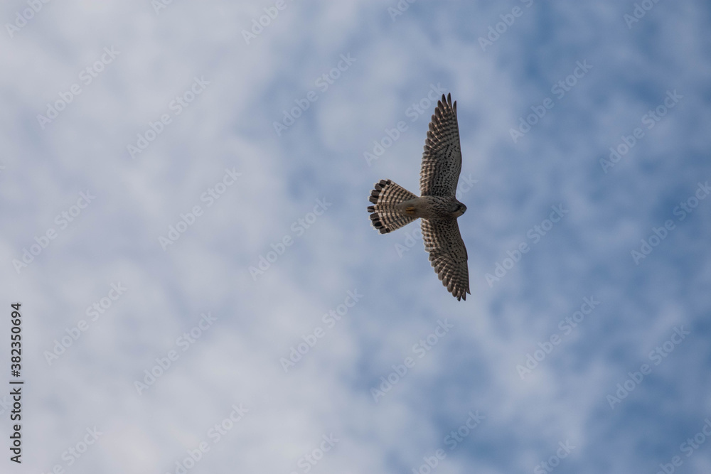 Kestrel flying Kestrel flying