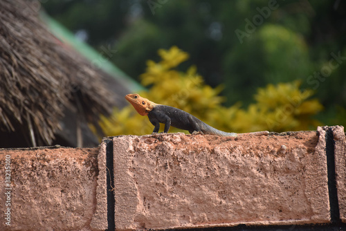 lézard sur un mur 